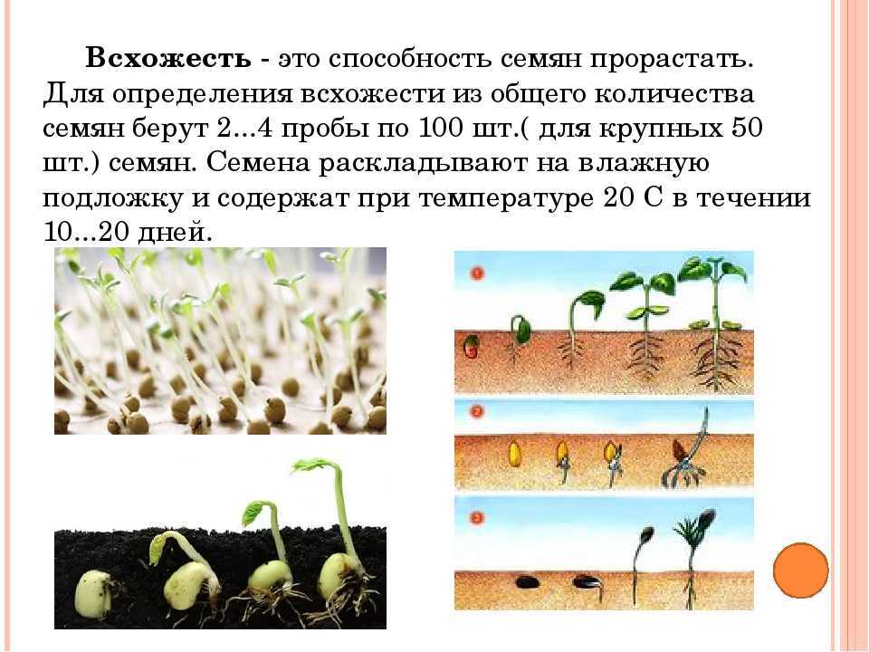 Узнайте, как правильно проводить стратификацию семян в домашних условиях
