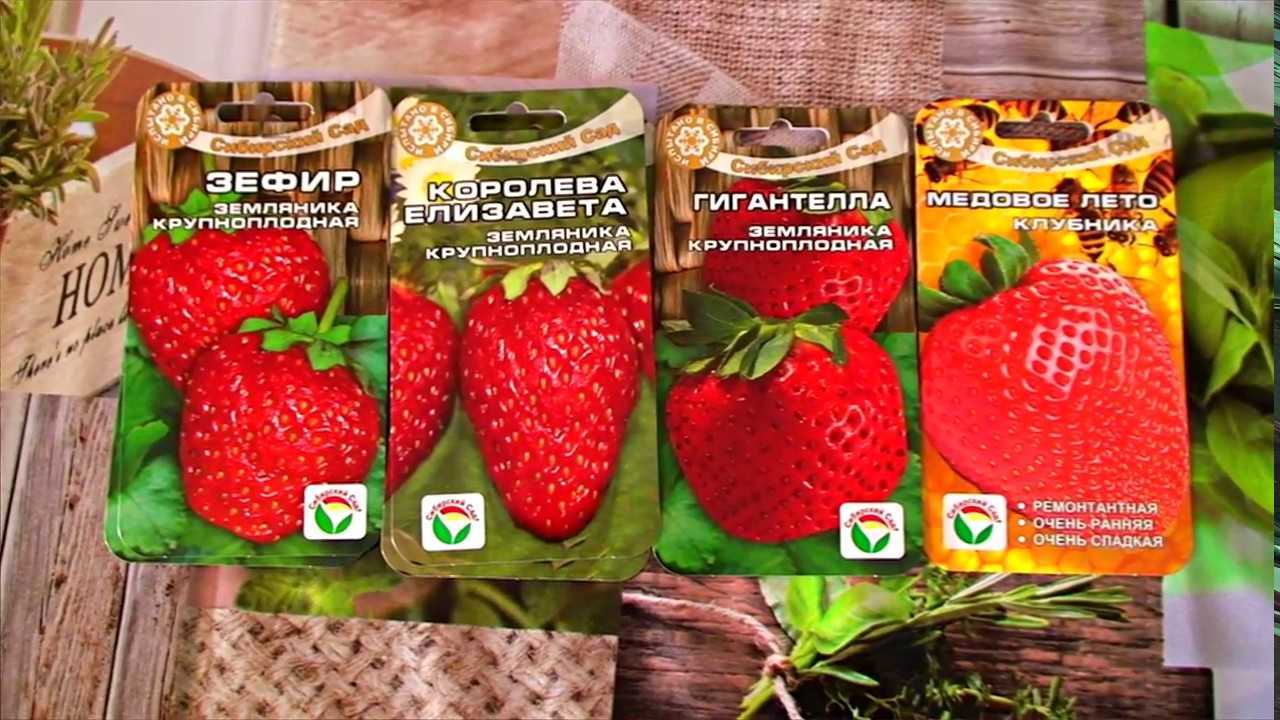 Клубника нсд: отличия от обычных сортов, особенности ухода
