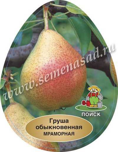 Мраморная груша — подробное описание сорта