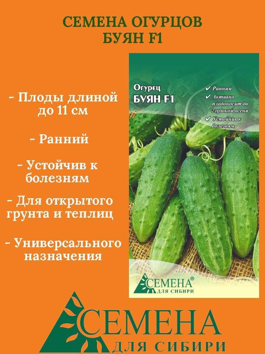 Огурец буян: характеристики и описание сорта. огурцы буян f1: отзывы, фото, урожайность, секреты выращивания