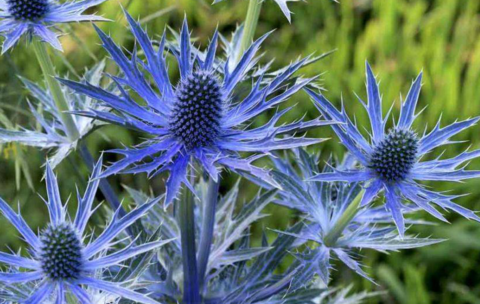 Синеголовник - род eryngium - описание таксона - плантариум