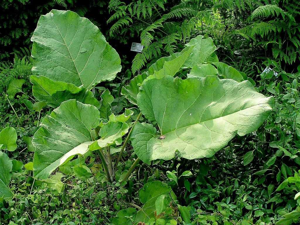 Растение лопух: фото, сорта, лечебные свойства и противопоказания