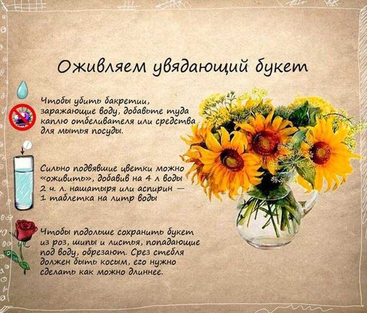 Неприхотливые комнатные растения: фото и названия, необходимый уход, особенности выращивания