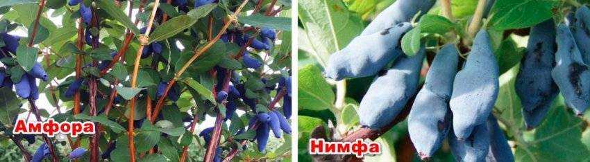 Жимолость золушка: описание сорта, фото, выращивание, отзывы садоводов