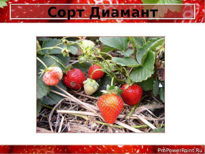 О клубнике Диамант описание сорта фото отзывы садоводов характеристика ягод достоинства и недостатки особенности выращивания
