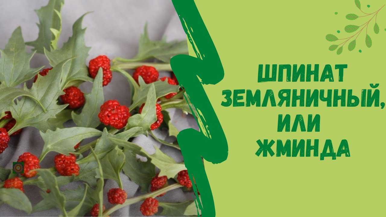 Шпинат земляничный: способы выращивания, полезные свойства