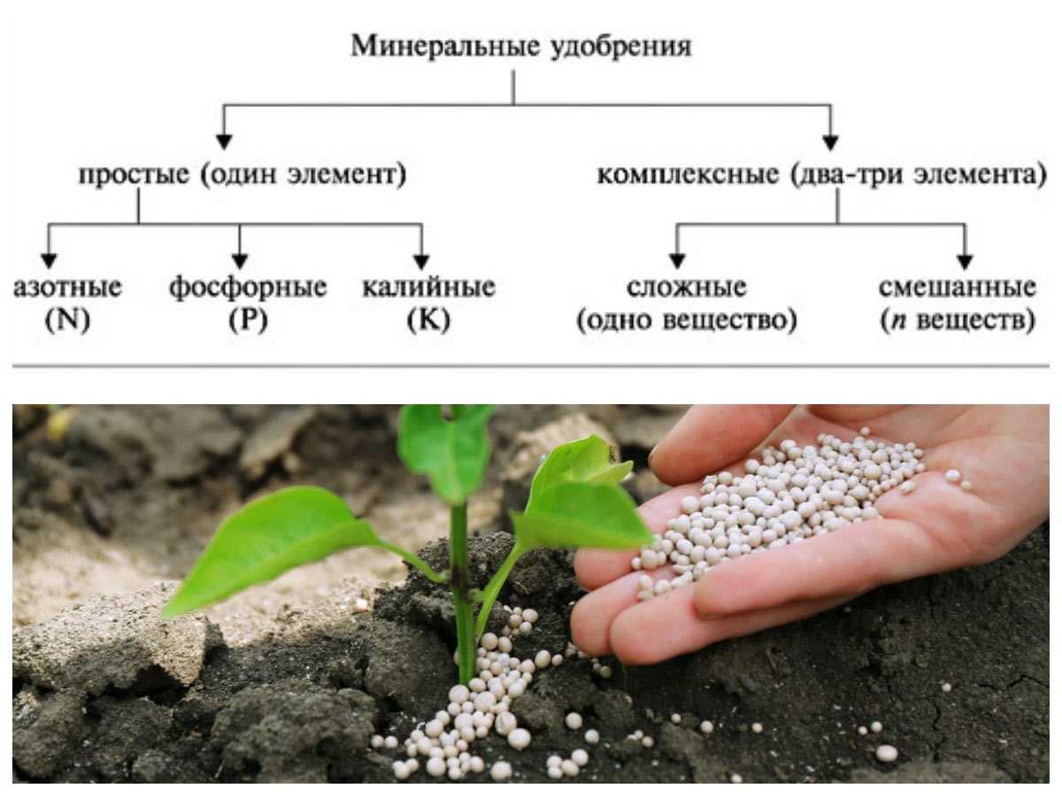 Минеральные удобрения: что это, виды, применение