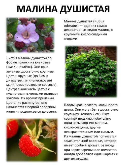 Малина душистая или декоративная, малиноклен - мир садоводства