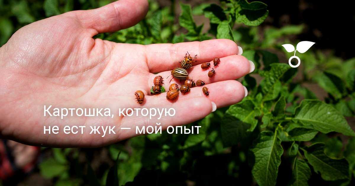 Картофель боровичок: описание сорта, посадка, уход, фото, отзывы
