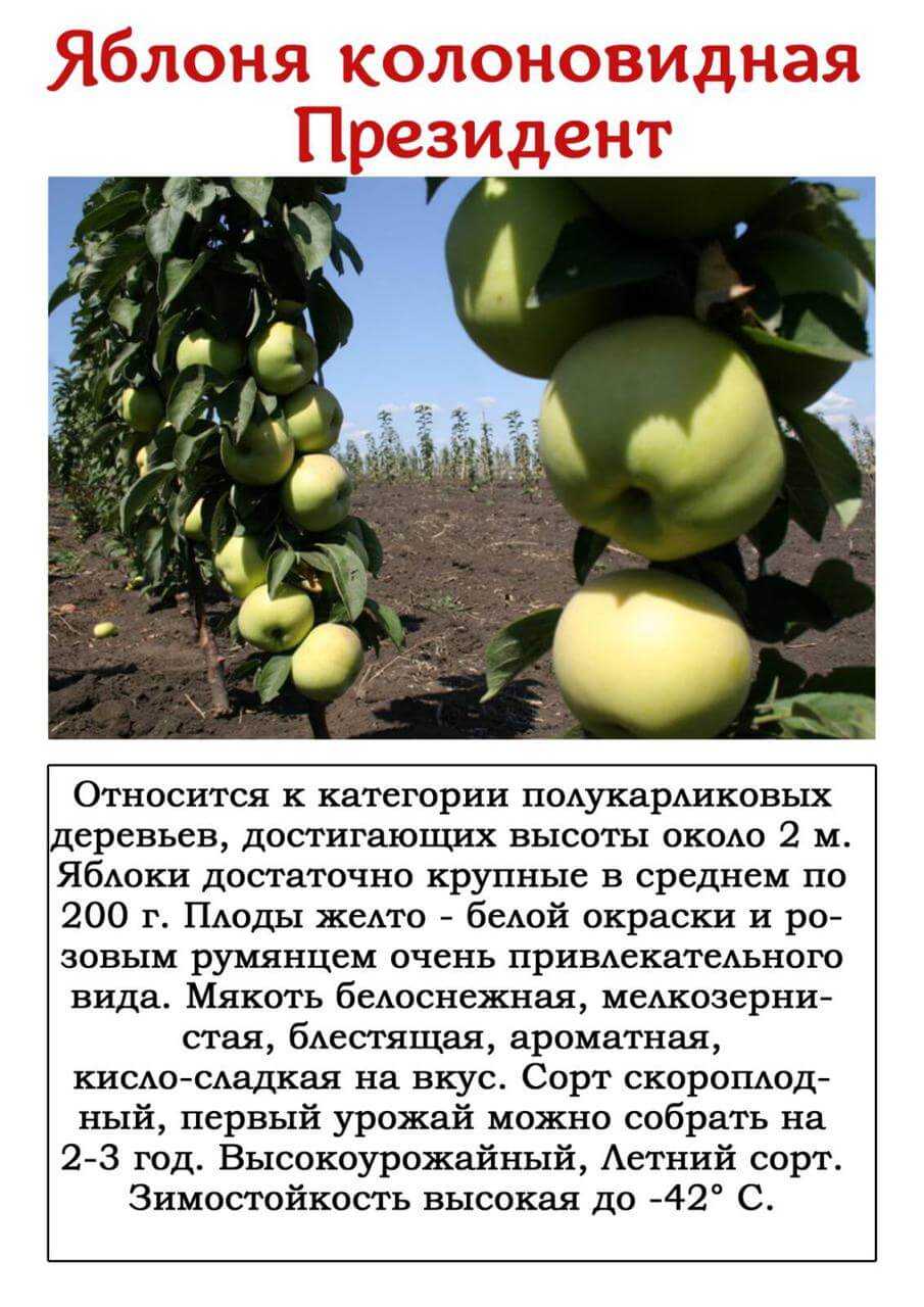 Посадка колоновидных яблонь осенью: сроки посадки, когда сажать, в каком месяце