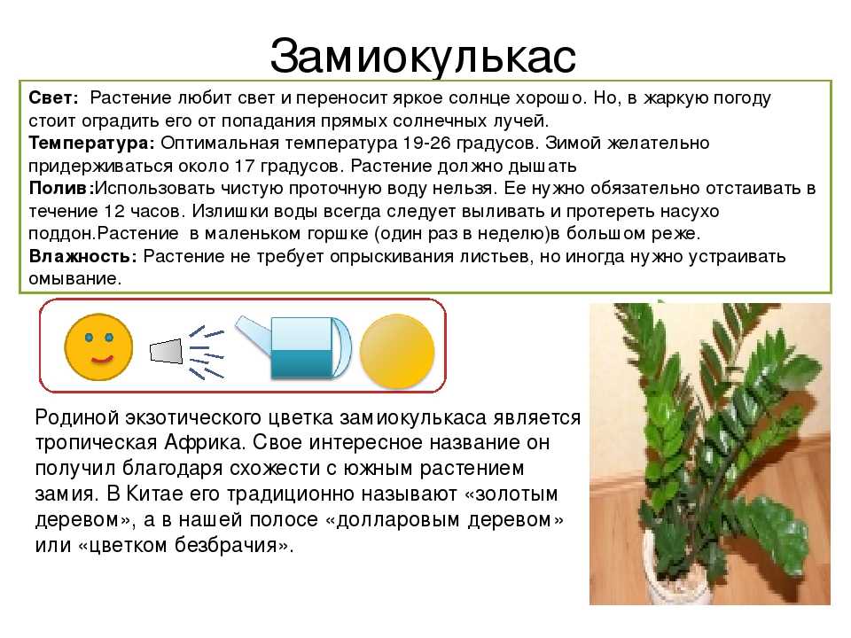 Ухаживаем правильно за комнатными растениями зимой