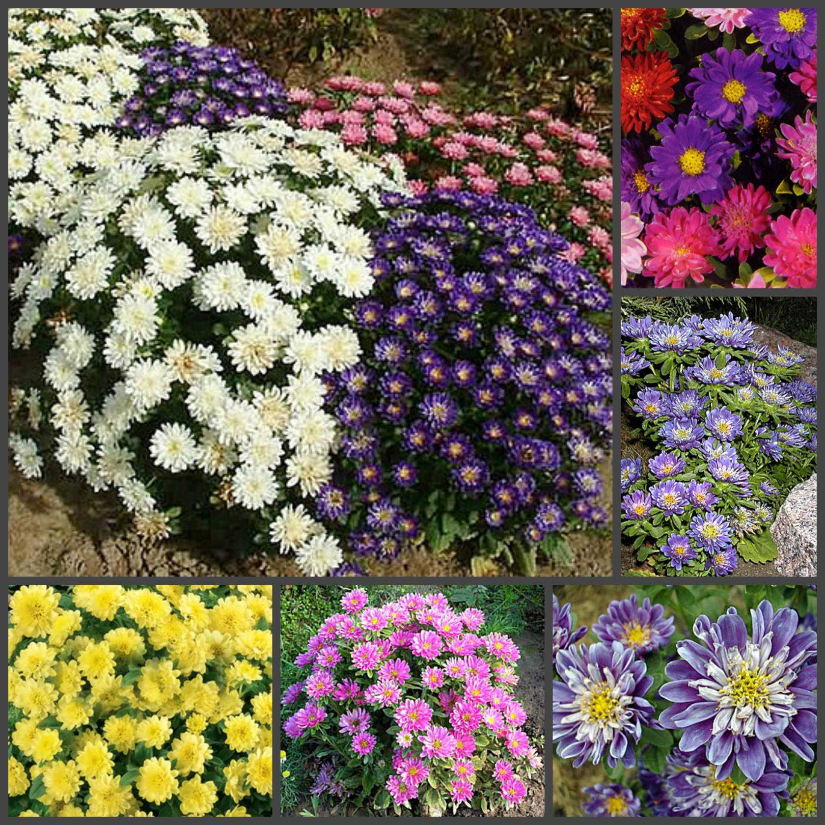 14 most beautiful and unpretentious asters from the company "eurosemena", barnaul