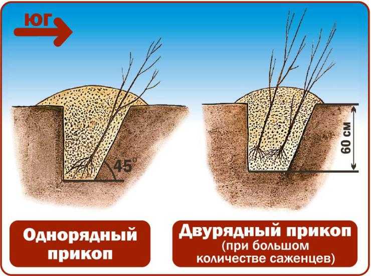 Как прикопать саженцы на зиму до весны: правильная техника