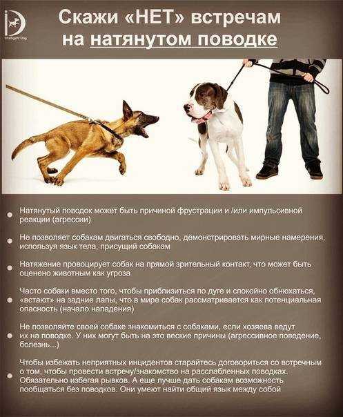 Как научить собаку командам: подготовка и основные команды