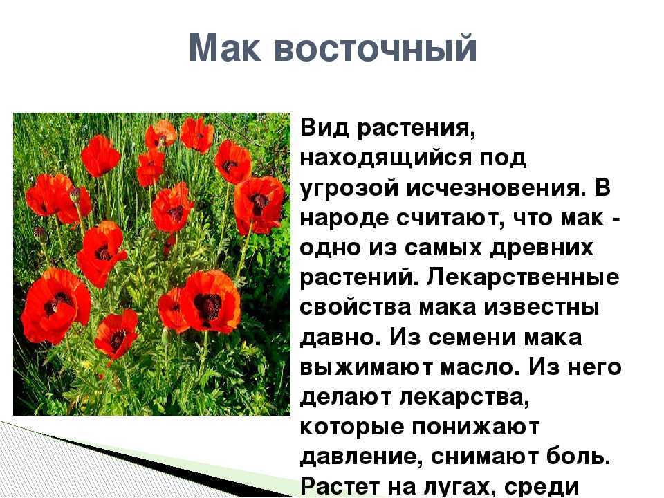 Мак (восточный многолетний, декоративный): посадка и уход за цветком