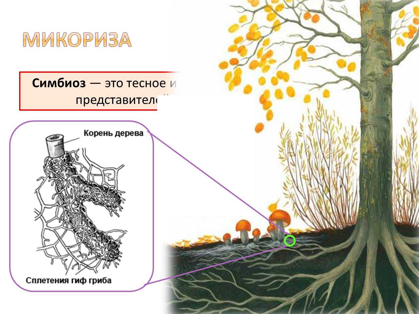 Преимущества использования микоризных грибов при посадке растений