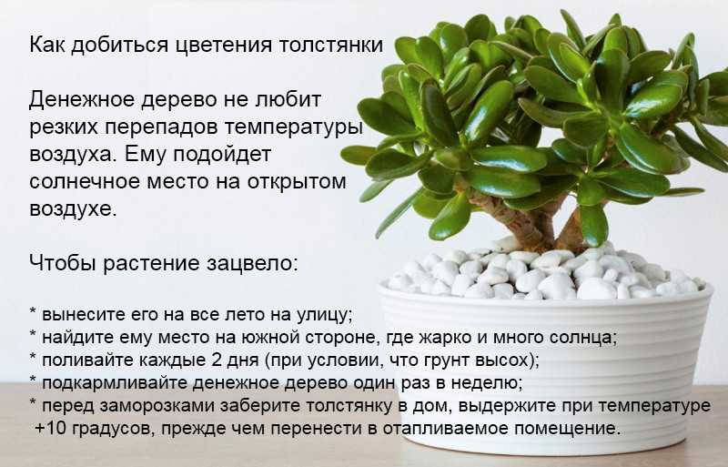Есть ли польза от денежного дерева (толстянки) — дары природы.су