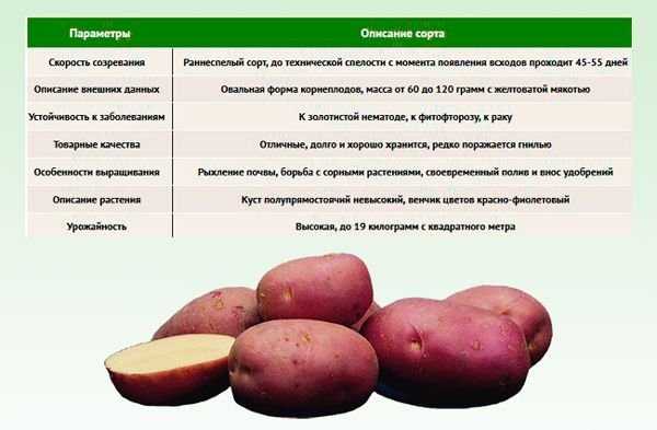 Сорта красного картофеля: с белой и желтой мякотью и их описание