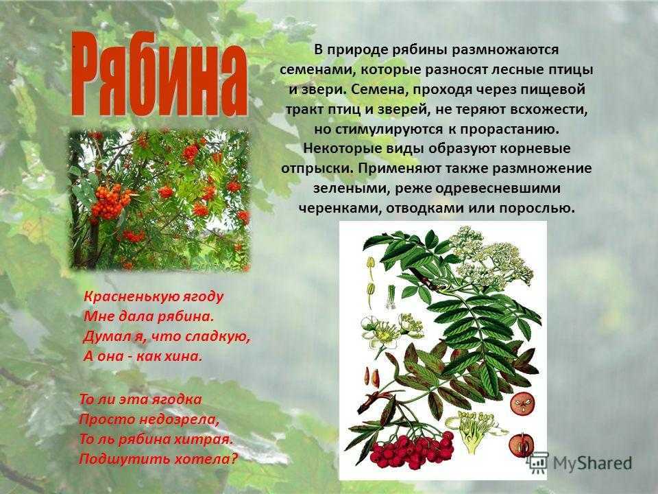 Рябина обыкновенная: посадка и уход, описание видов с фото, размножение