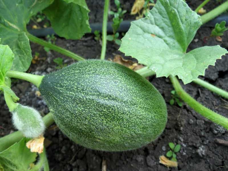 Огурдыня: выращивание, уход, сорта, отзывы, фото - дачные советы