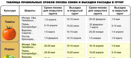 Когда сажать в 2024 году и по срокам томаты на рассаду в подмосковье, как правильно посеять семена пошагово с фото