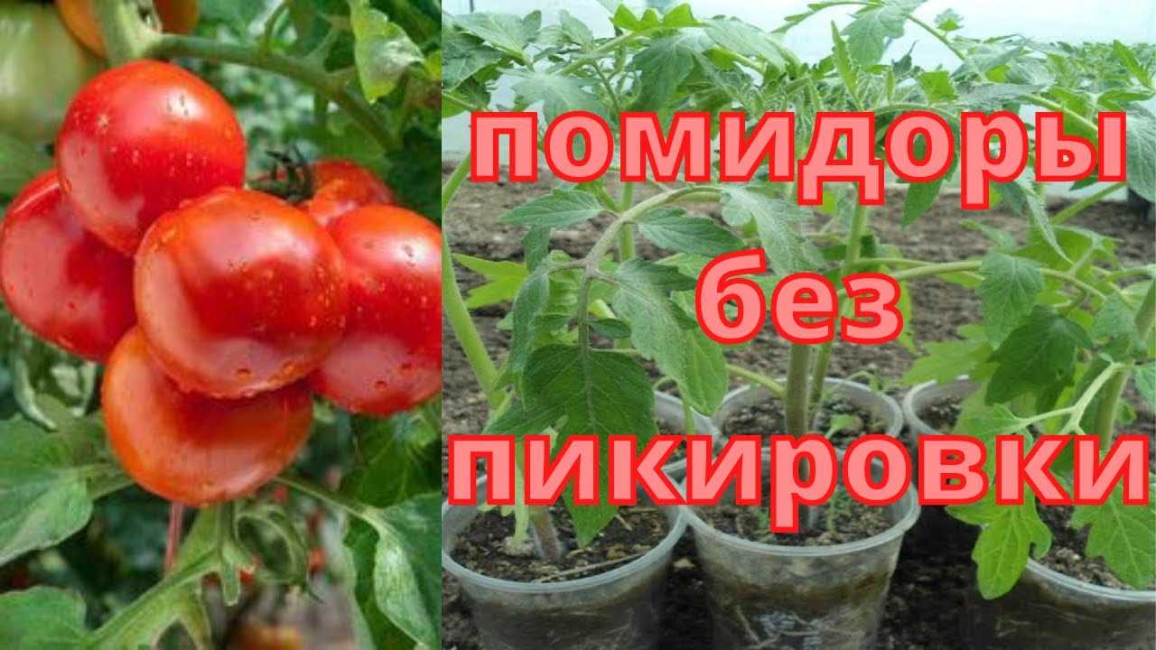 Инструкция по пикировке помидор – когда и как правильно это делать. описание процесса по шагам