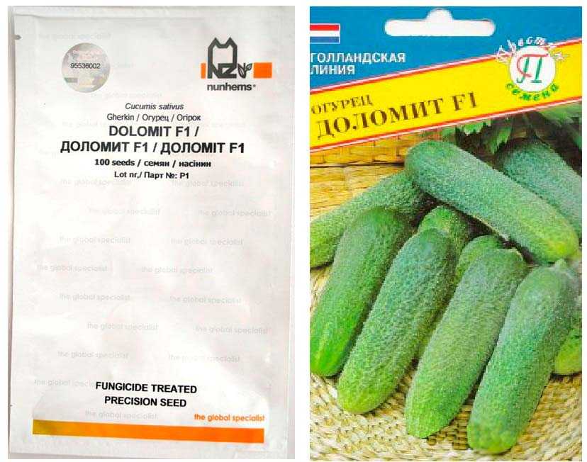 Сорт огурцов доломит f1 описание, отзывы огородников, фото, посадка и уход, характеристика, семена