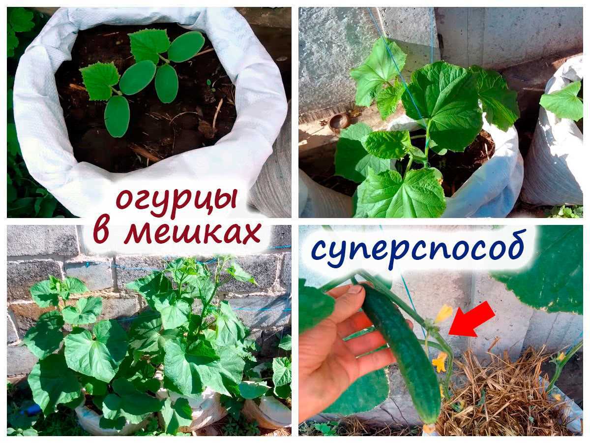 Как выращивать огурцы: технология возделывания и важные советы
