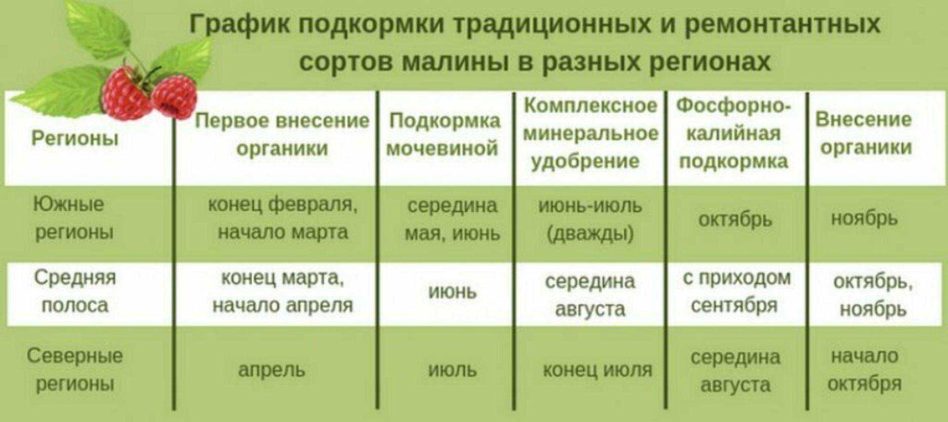 Уход за малиной весной и осенью: как правильно ухаживать и выращивать ремонтантную ягоду в весенний и осенний периоды, видео о выращивании