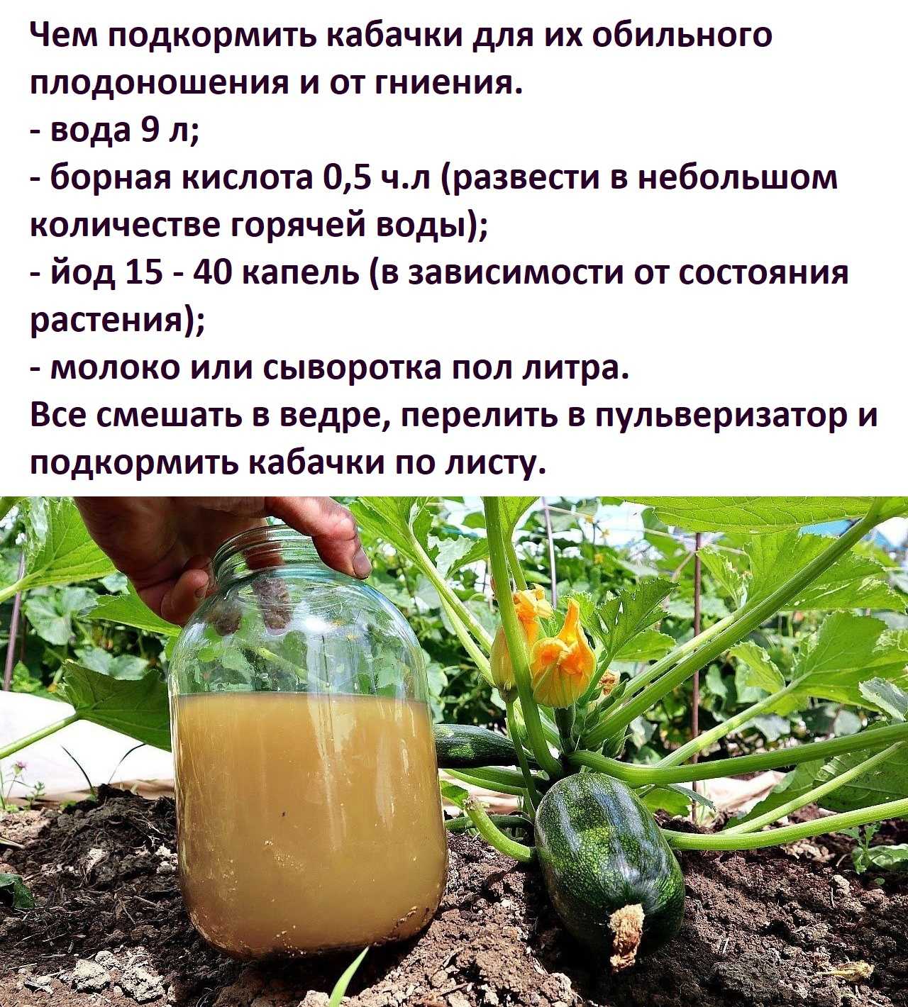 Подкормка кабачков в открытом грунте: эффективные удобрения