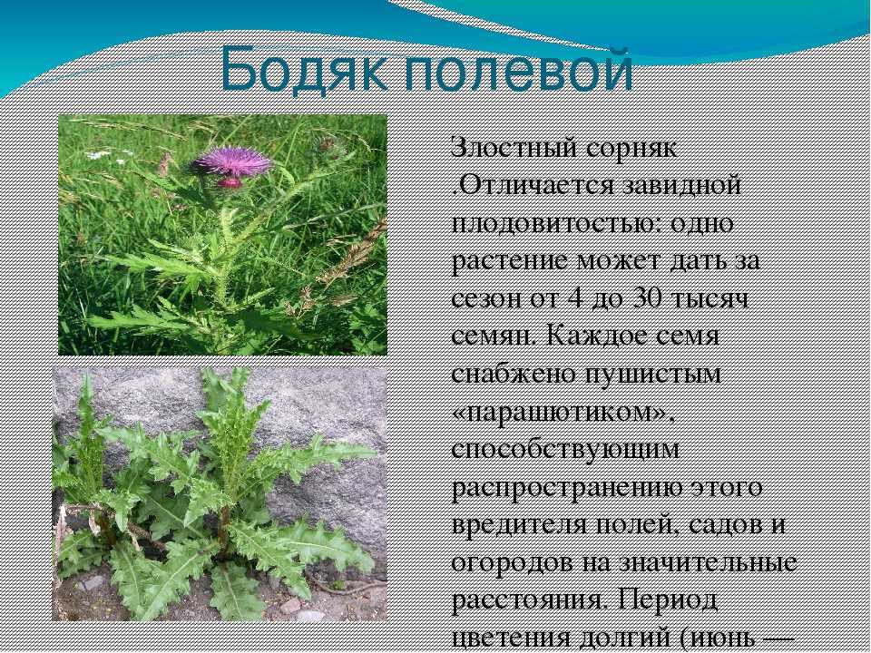 6 полезных сорняков, которые смело можно употреблять в пищу