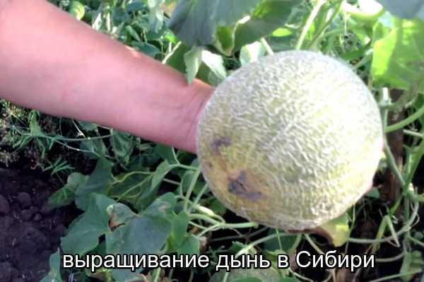 Сорта дыни для сибири и агротехника выращивания