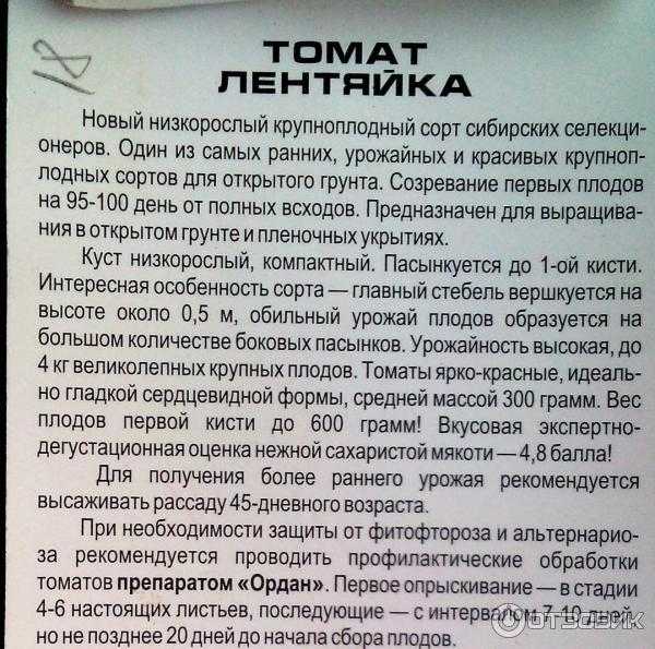 Томат "лентяйка": описание сорта, отзывы и фото тех, кто сажал