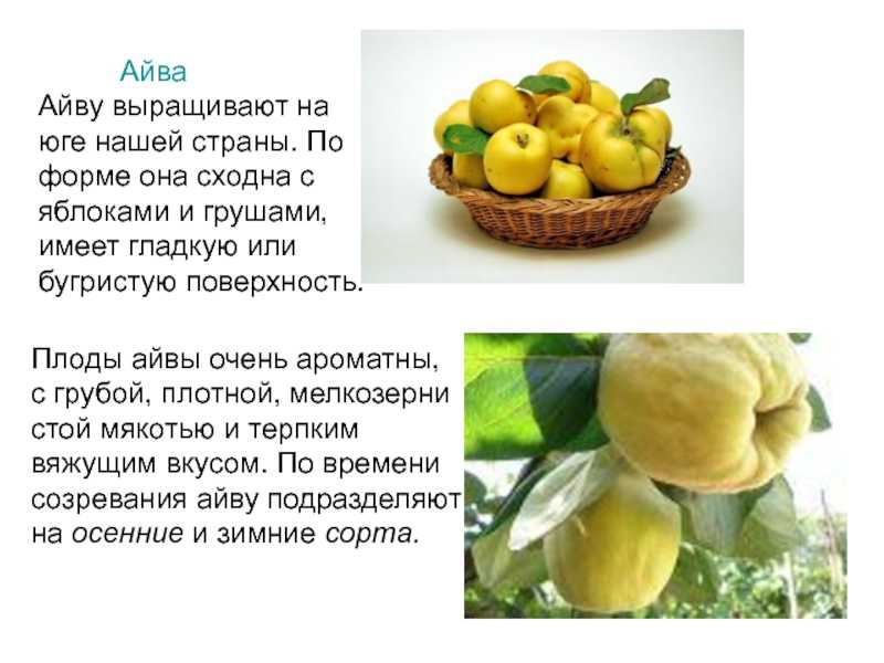 Айва японская (хеномелес): описание, особенности выращивания, обрезка, подкормка