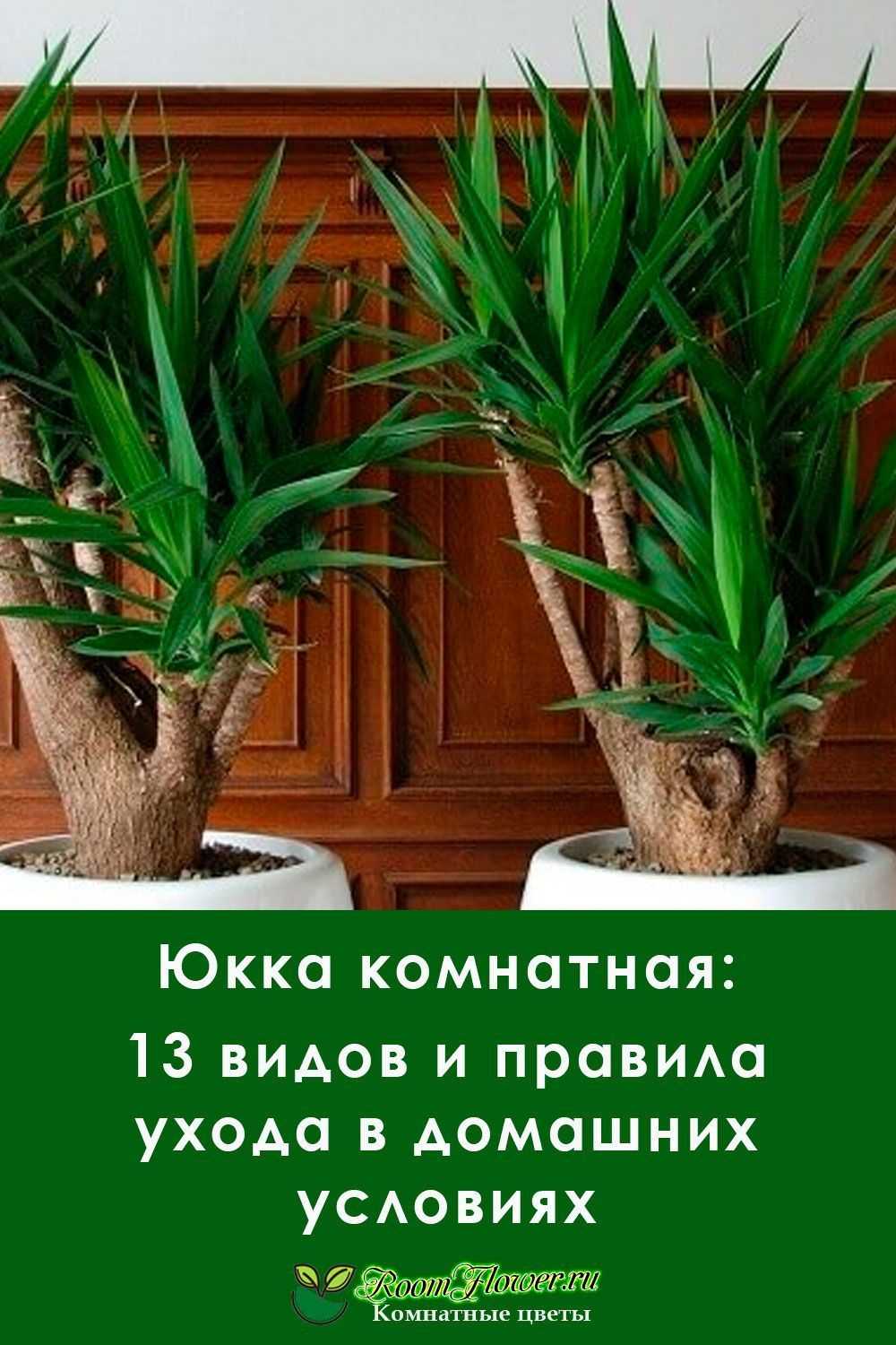 Юкка: размножение, посадка, выращивание, пересадка и уход + фото