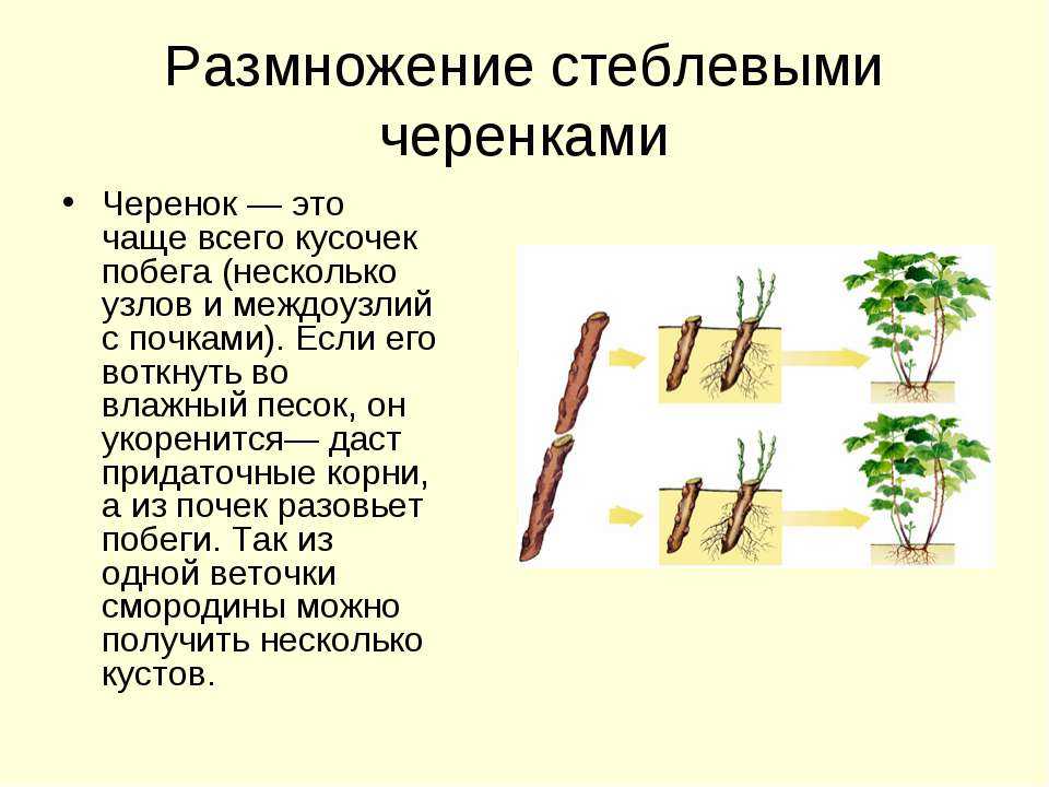 Как черенками размножить яблоню летом и без прививки, способы укоренения
