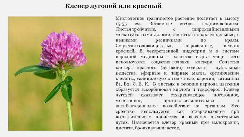 Клевер красный лечебные свойства и противопоказания
