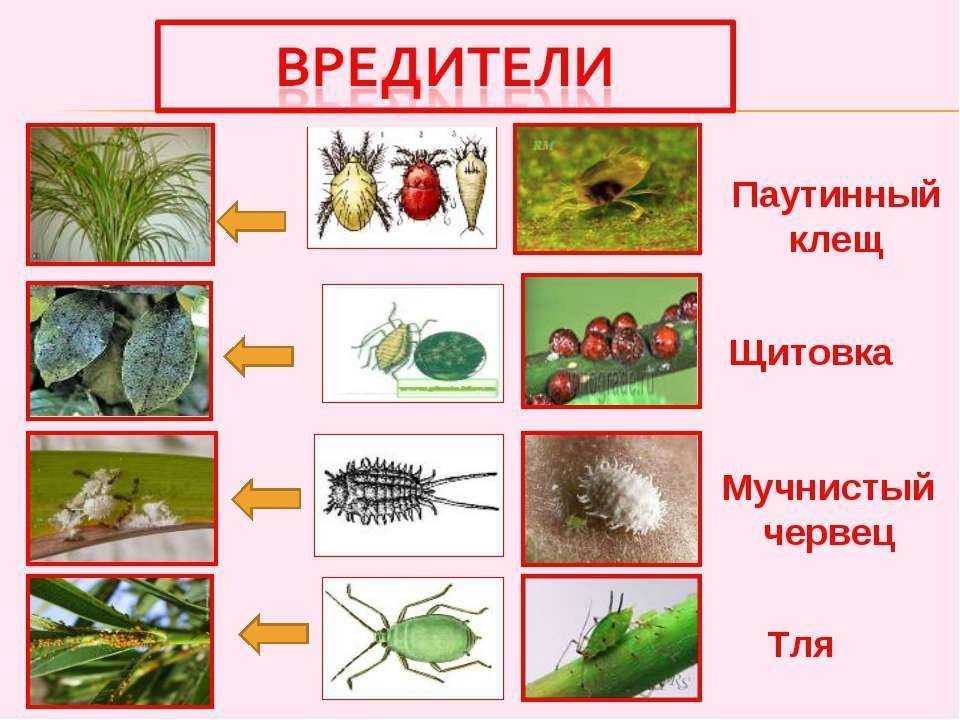 ᐉ как определить, каких элементов растению не хватает, а чего в избытке - roza-zanoza