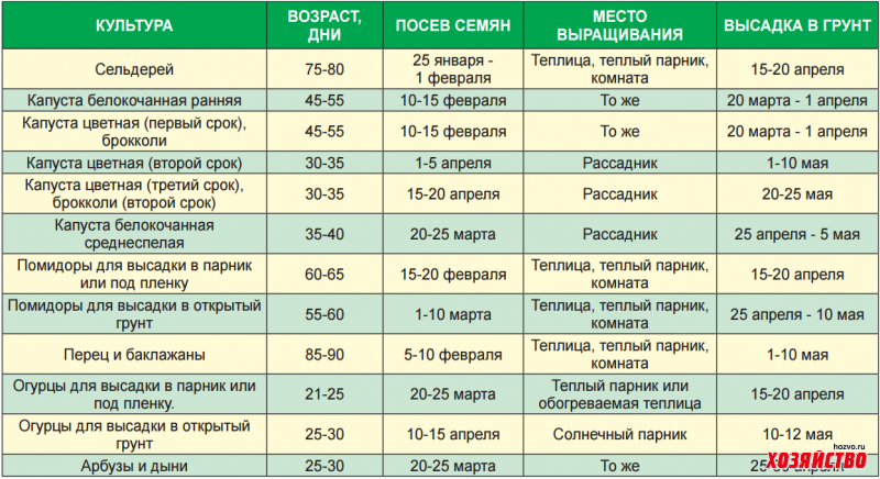Когда сажать рассаду: благоприятные дни для посева по лунному календарю
