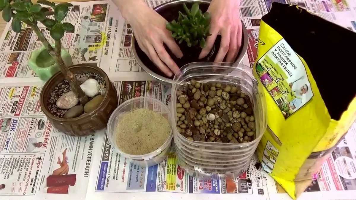 Денежное дерево (толстянка) — уход в домашних условиях