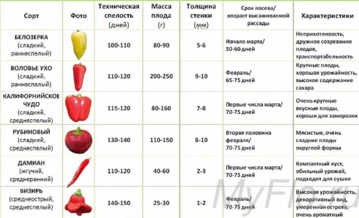 Характеристика и описание перца сорта «айвенго», посадка и уход