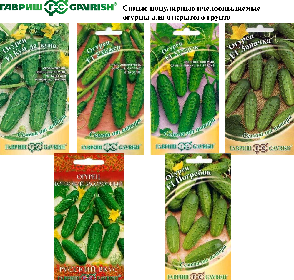 Топ-35 лучших самоопыляемых сортов огурцов для теплицы и открытого грунта: самые урожайные и вкусные