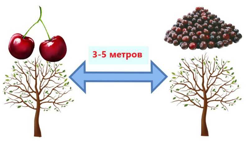 Как посадить черешню, чтобы она давала хороший урожай?