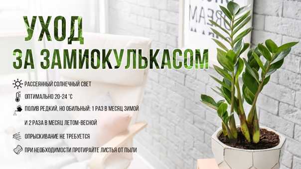 Цветок замиокулькас: уход в домашних условиях, описание, полив, пересадка, приметы - sadovnikam.ru
