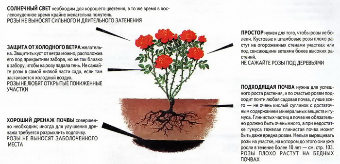 Чтобы вырастить красивые розы за ними нужно тщательно ухаживать Помочь в этом могут некоторые советы выработанные специалистами которые имеют богатый опыт в этом деле