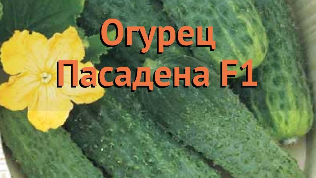 Огурцы пасадена f1: характеристики и описание сорта, плюсы и минусы. сорт огурцов пасадена f1: отзывы, фото, урожайность, нюансы выращивания