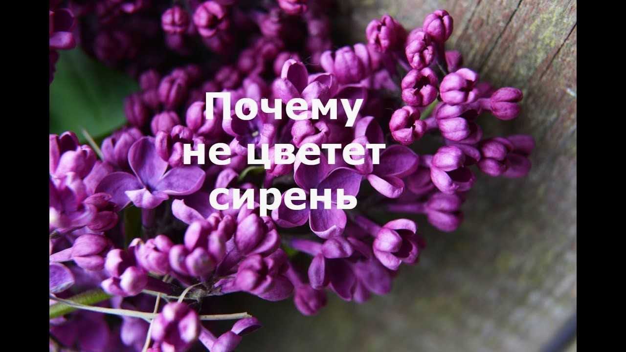 Как правильно ухаживать за сиренью