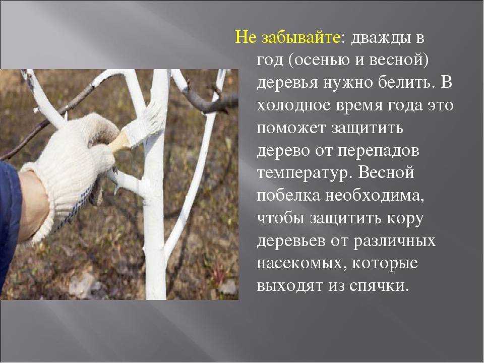 Как гасить известь: последовательная инструкция процесса. как гасить известь в домашних условиях – рекомендации от а до я