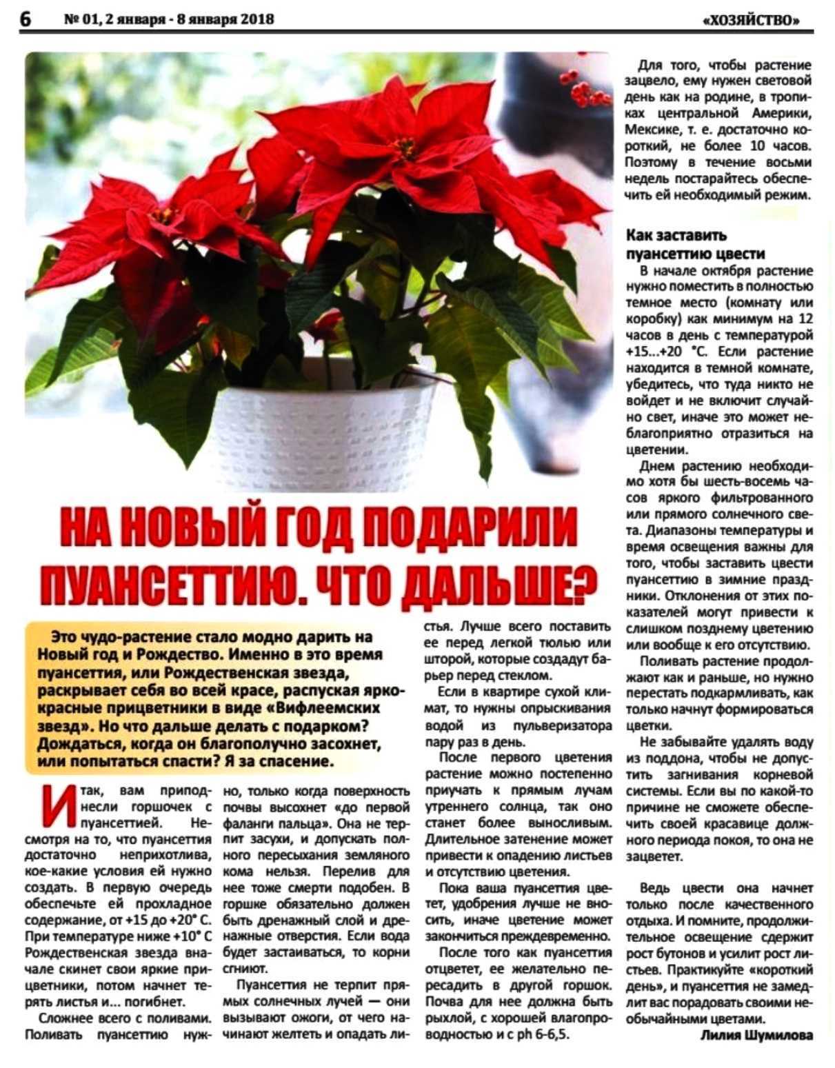 Пуансетия уход в домашних условиях после покупки полезные советы