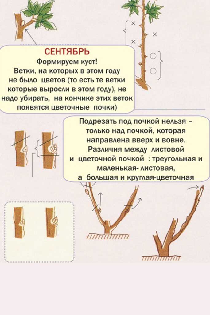 Секреты осеннего ухода за пионами, как сохранить молодой пион. как подготовить пион к зиме: подкормки, обрезка, укрытие